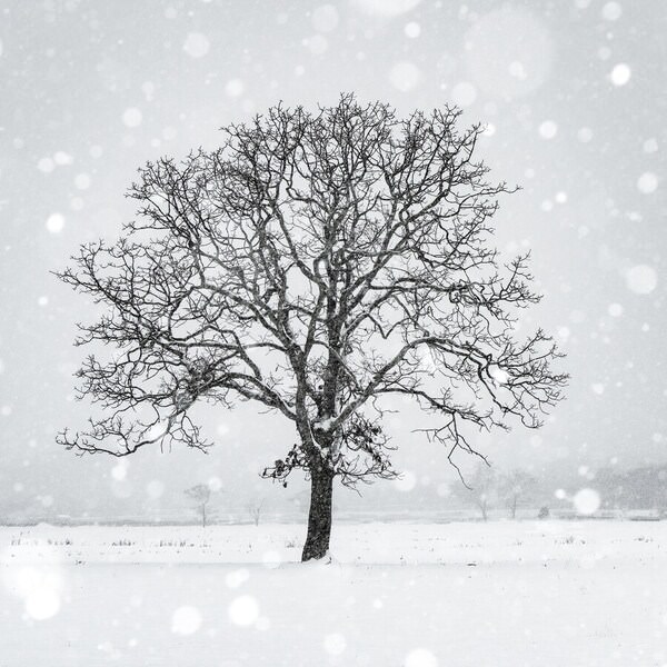 Photograph Kazuyuki Toriumi Lone Tree on One Eyeland