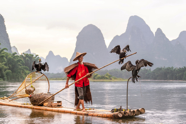 Photograph Liza Kirina Cormorant Fishing on One Eyeland