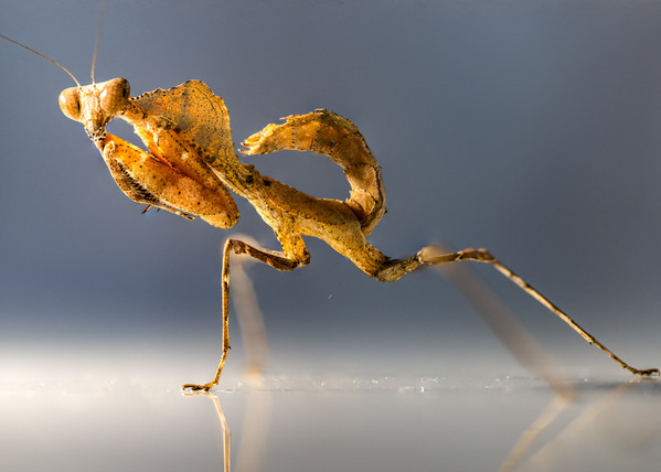 Photograph Thomas Gutschi Deroplatys Desiccata on One Eyeland