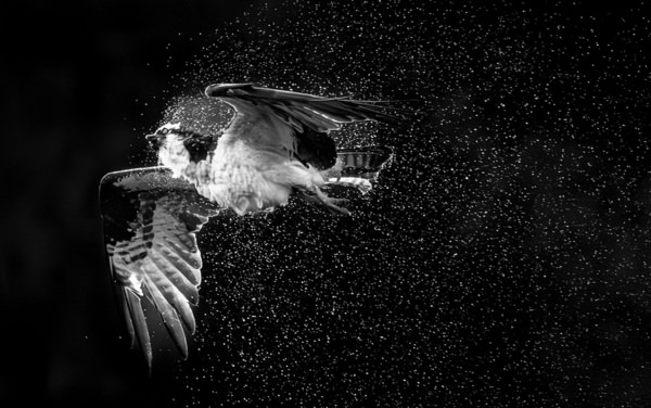 Photograph Benny Chung Osprey Water Shaking on One Eyeland