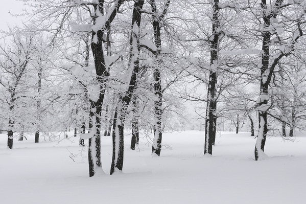 Photograph Tatiana Biriukova Winter Forest on One Eyeland