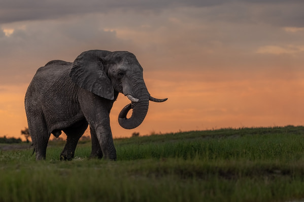 Photograph Thomas Retterath Elephant At Sunset on One Eyeland