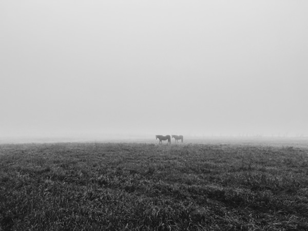 Photograph Ollivier Marc Horses In The Mist on One Eyeland