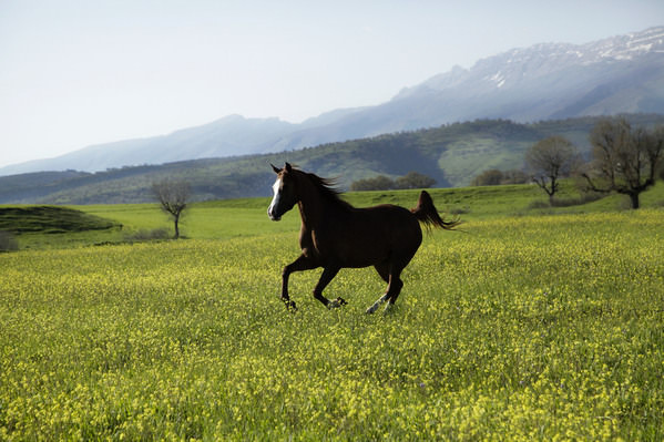 Photograph Armin Abdehou Spring In Barzan on One Eyeland