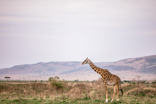 Photograph Antony Trivet Maasai Giraffe on One Eyeland
