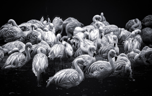 Photograph Luiz Paulo Grinberg Flamingos on One Eyeland