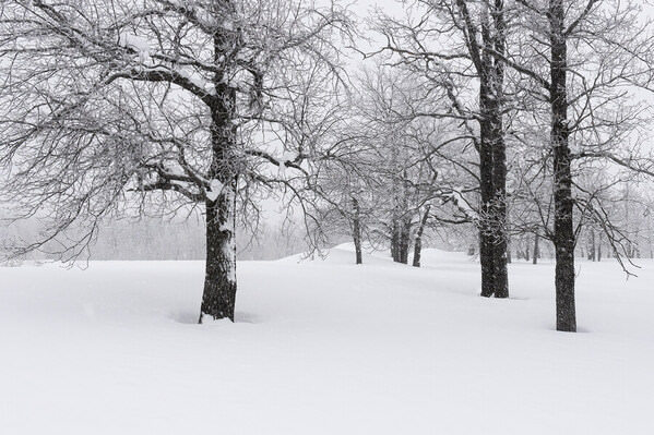 Photograph Tatiana Biriukova Trees Under The Snow on One Eyeland