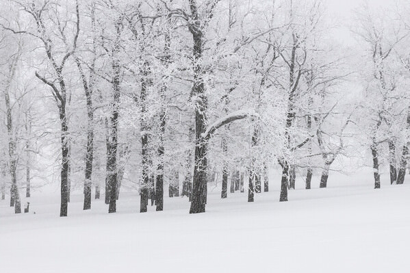 Photograph Tatiana Biriukova Winter Forest on One Eyeland