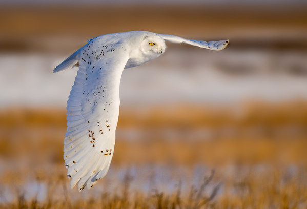 Photograph Benny Chung Snowy Owl Cruising on One Eyeland