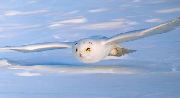 Photograph Benny Chung Snowy Owl Low Angle Flying on One Eyeland