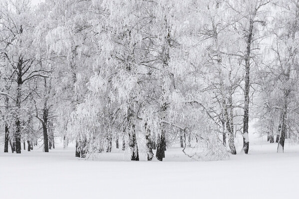 Photograph Tatiana Biriukova Winter Forest on One Eyeland