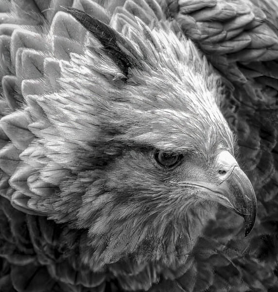Photograph Luiz Paulo Grinberg Crowned Eagle on One Eyeland