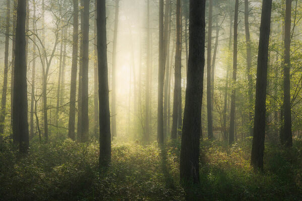 Photograph Benjamin Hoeger Reawaken on One Eyeland