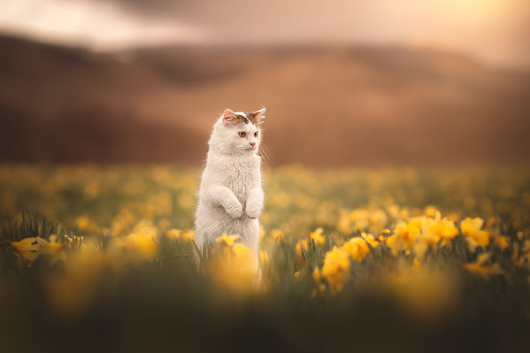 Photograph Laura Quintanel Une Elegante Danse Printaniere on One Eyeland