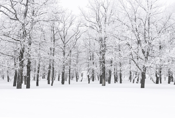 Photograph Tatiana Biriukova Winter Forest on One Eyeland