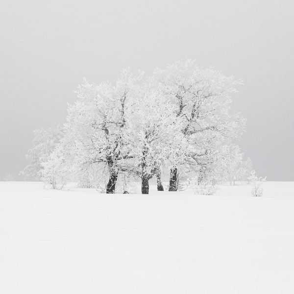 Photograph Tatiana Biriukova Winter Trees on One Eyeland