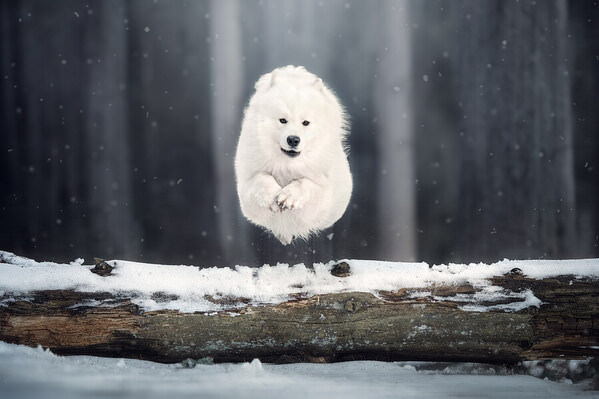 Photograph Laura Quintanel Le Samoyede En Vol on One Eyeland