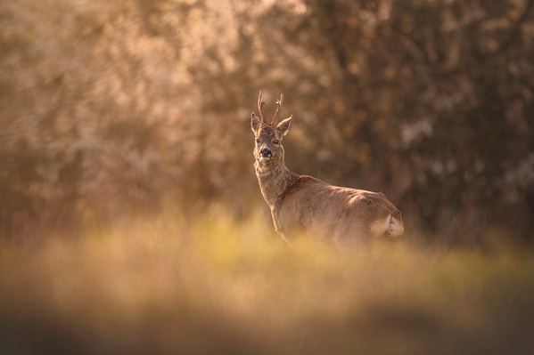 Photograph Laura Quintanel Sa Majeste on One Eyeland