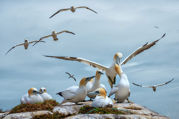 Photograph Emilio Pino Gannets on One Eyeland