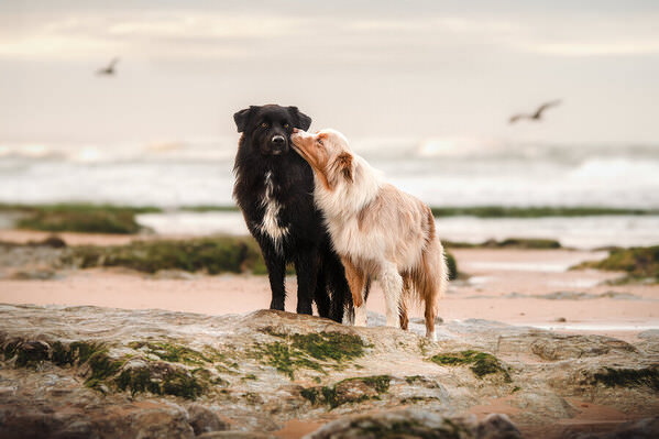 Photograph Laura Quintanel Romance Canine on One Eyeland