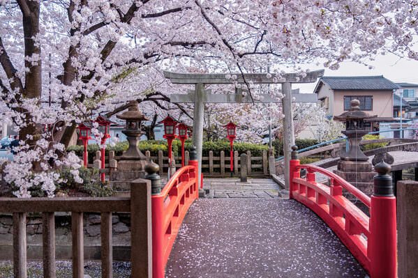 Photograph Kikyo Wong Spring Kyoto on One Eyeland