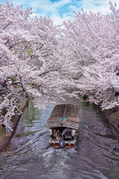 Photograph Kikyo Wong Spring Kyoto on One Eyeland