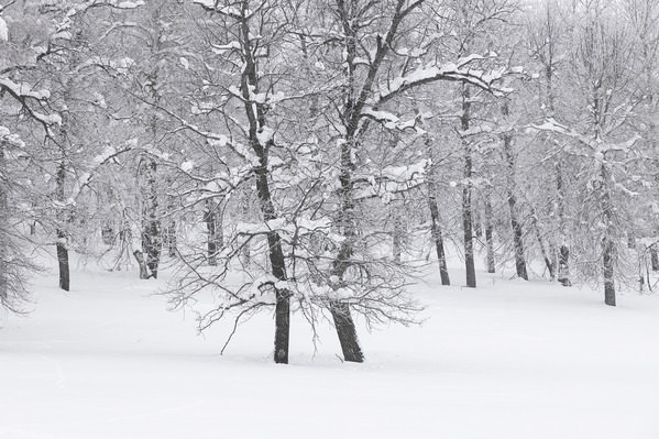 Photograph Tatiana Biriukova Winter Forest on One Eyeland