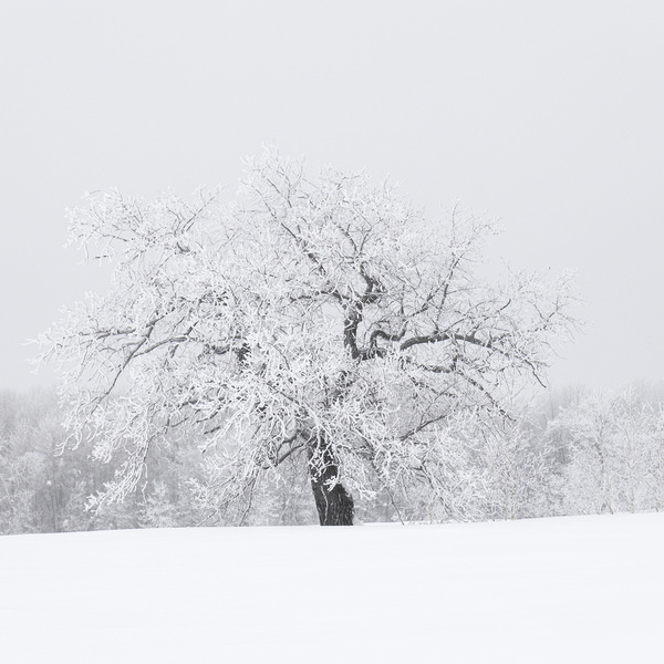 Photograph Tatiana Biriukova Tree on One Eyeland