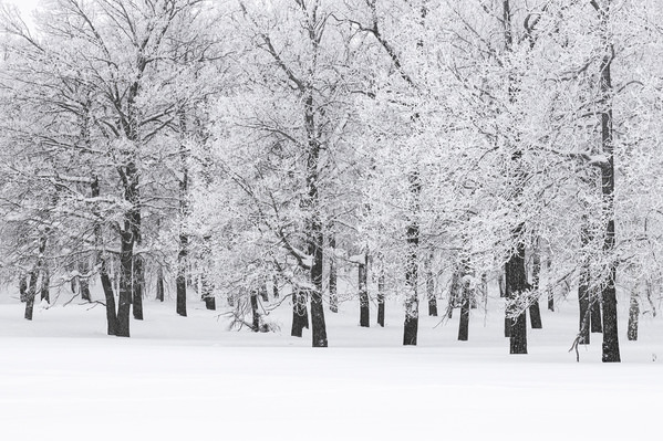 Photograph Tatiana Biriukova Winter Forest on One Eyeland