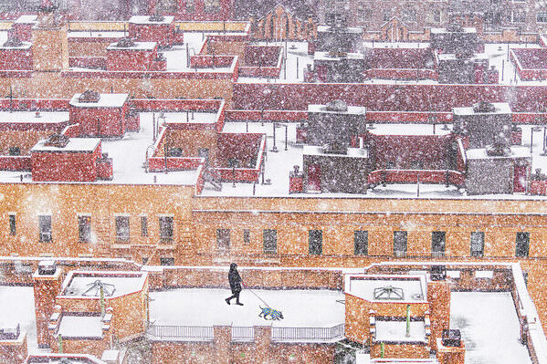 Photograph Mitchell Funk Roof Top Dog Walker on One Eyeland