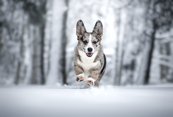 Photograph Laura Quintanel Hiver Canin on One Eyeland