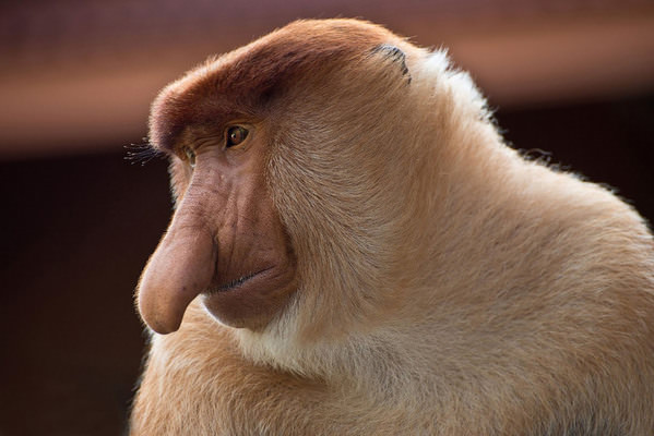 Photograph Liza Kirina Proboscis Monkey Male on One Eyeland