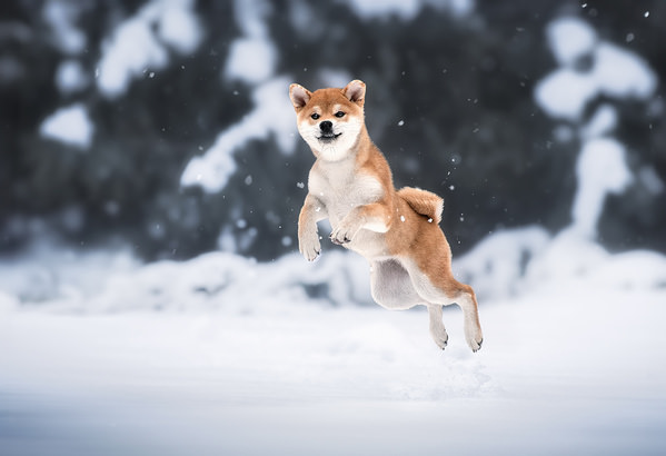 Photograph Laura Quintanel Joie De La Neige on One Eyeland