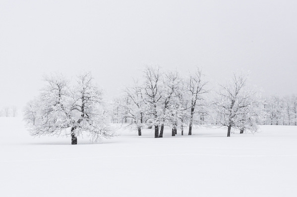 Photograph Tatiana Biriukova Winter Trees on One Eyeland