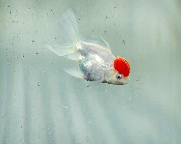 Photograph Liza Kirina Golden Fish on One Eyeland