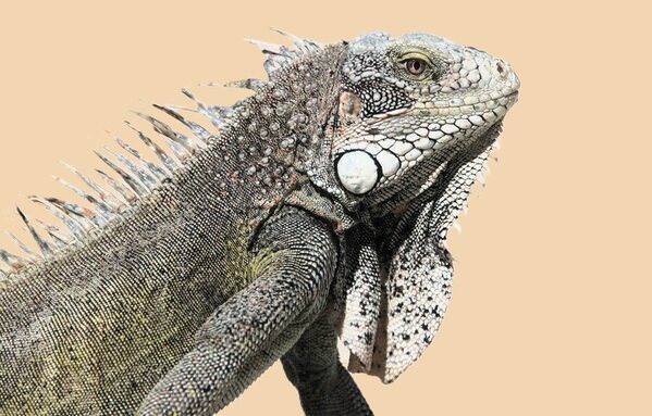 Photograph Caroline Martin Iguana To Curacao Island on One Eyeland