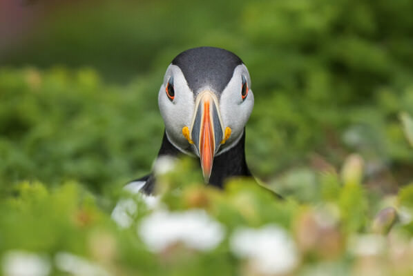 Photograph Emilio Pino A Watchful Puffin on One Eyeland