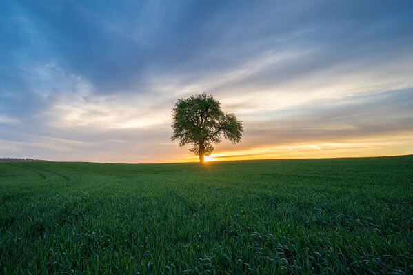 Photograph Benjamin Hoeger Vivid Tree on One Eyeland
