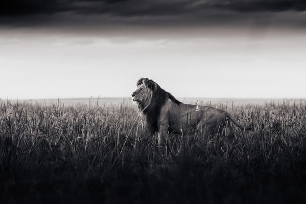Photograph Randall Ball Half Tail on One Eyeland