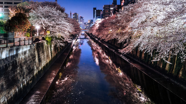 Photograph Aliace Uesan Meguro River In Spring on One Eyeland