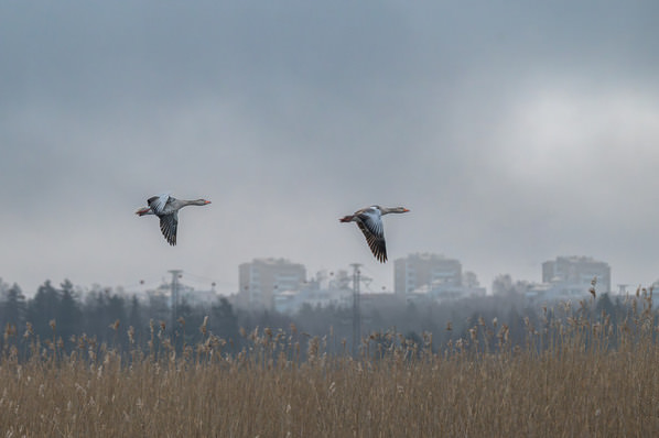 Photograph Tapio Hyvonen Cp_24 on One Eyeland