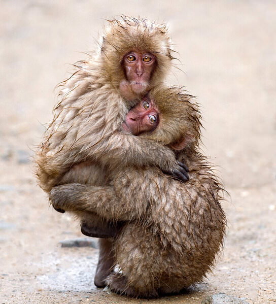 Photograph Liza Kirina Babies Of Japanese Macaque Playing With Each Other on One Eyeland