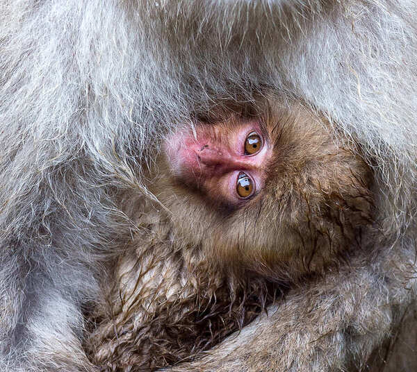 Photograph Liza Kirina Baby Of Japanese Macaque On Mother Hands on One Eyeland