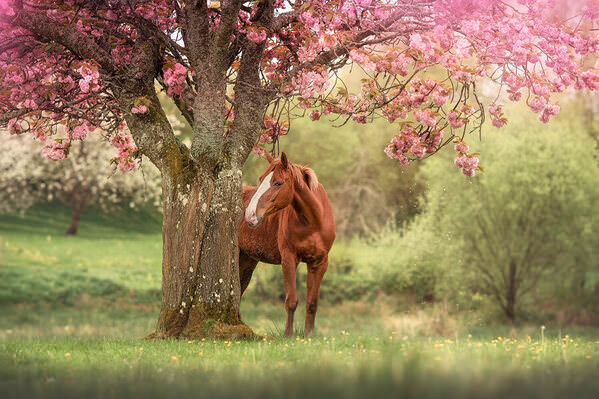Photograph Laura Quintanel L Alliance Entre Le Cheval Et L Arbre En Fleur on One Eyeland