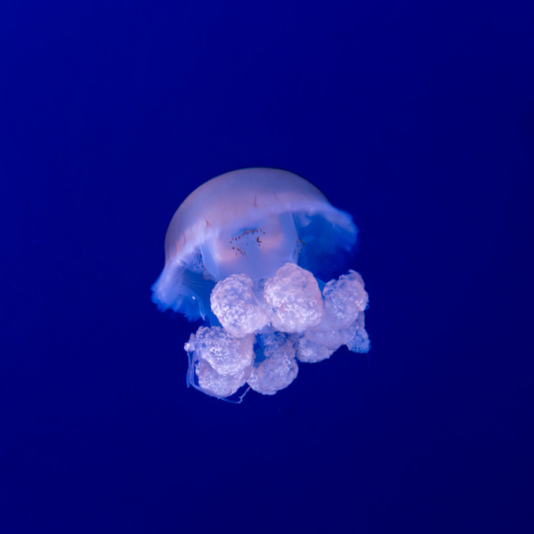 Photograph Ryuta Suzuki Jellyfish on One Eyeland