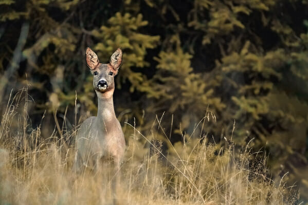 Photograph Danilo Zocchi Roe on One Eyeland