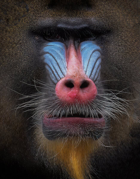 Photograph Luiz Paulo Grinberg Mandrillus Sphinx on One Eyeland