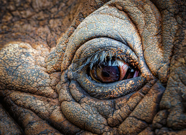 Photograph Luiz Paulo Grinberg Rhino on One Eyeland