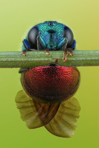 Photograph Андрей Шаповалов Cuckoo Wasp on One Eyeland