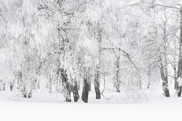 Photograph Tatiana Biriukova Winter Forest on One Eyeland